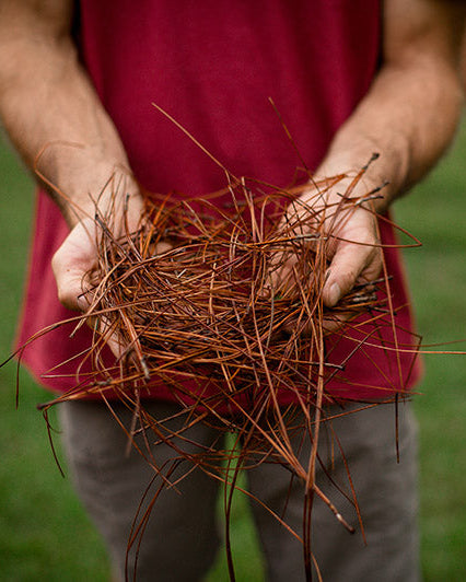 Applying pine straw