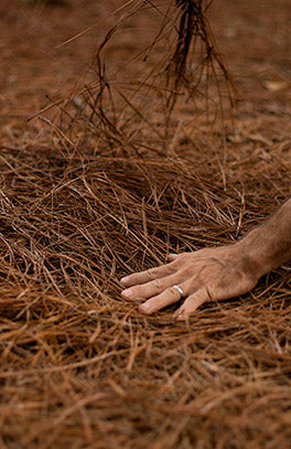 The Pine Straw Store team