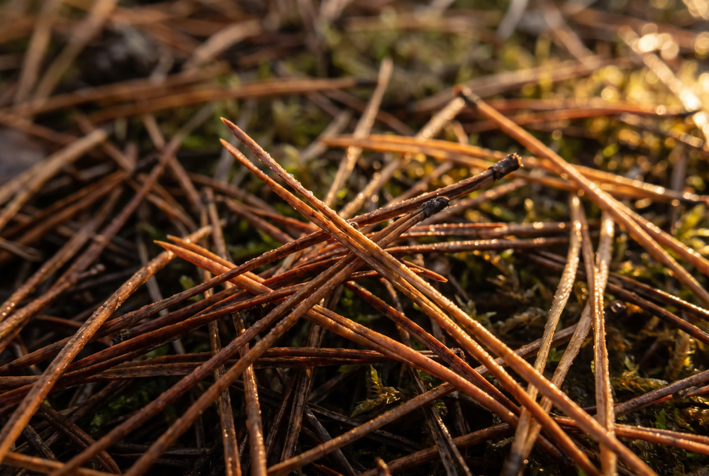 Macro close-up of pine needles interlocking after rain (AI visualization)