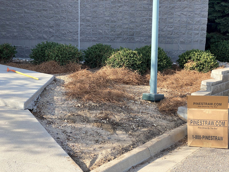 The flagpole bed before pine straw