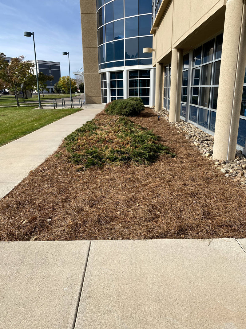 Campus entry bed, freshly installed