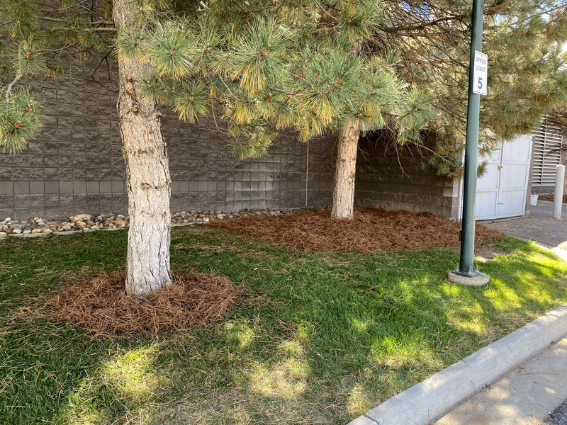 Pine strip dressed edge to edge