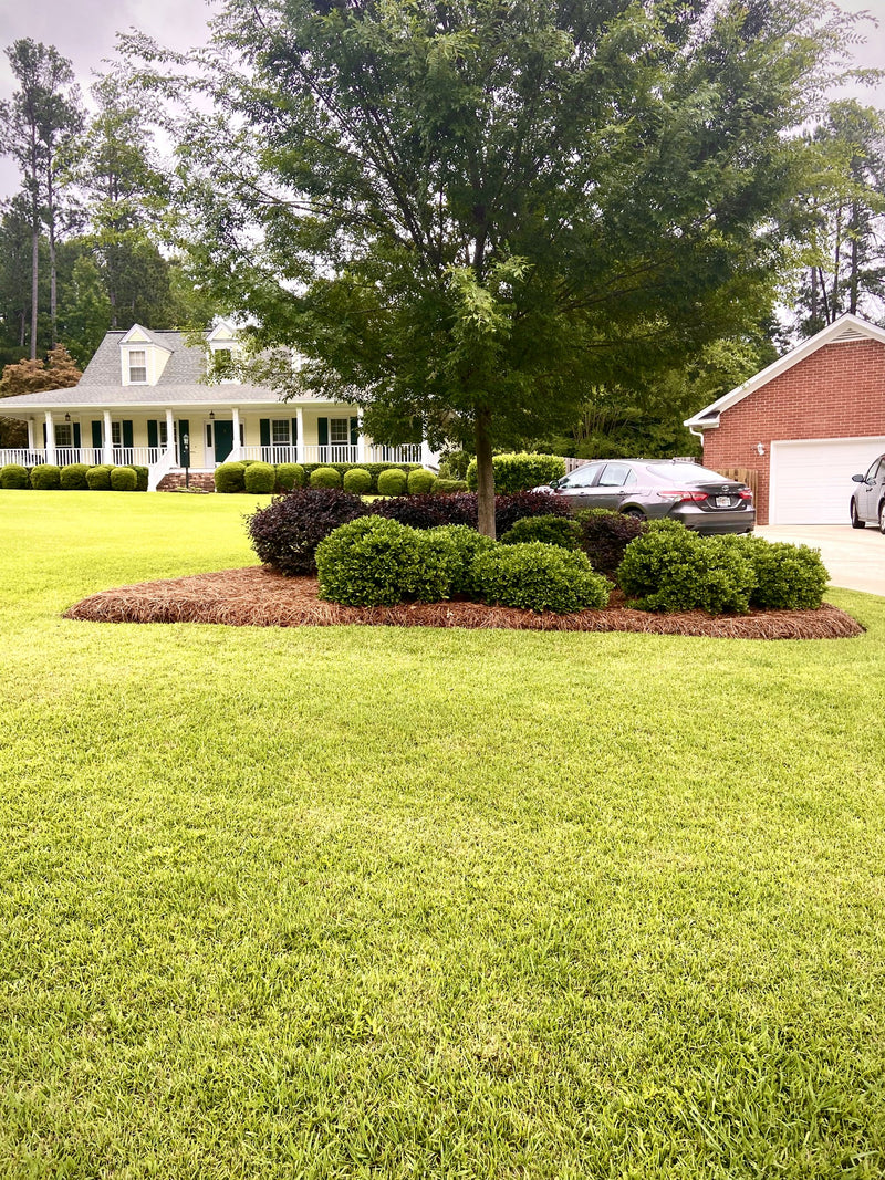 Island beds in a manicured lawn
