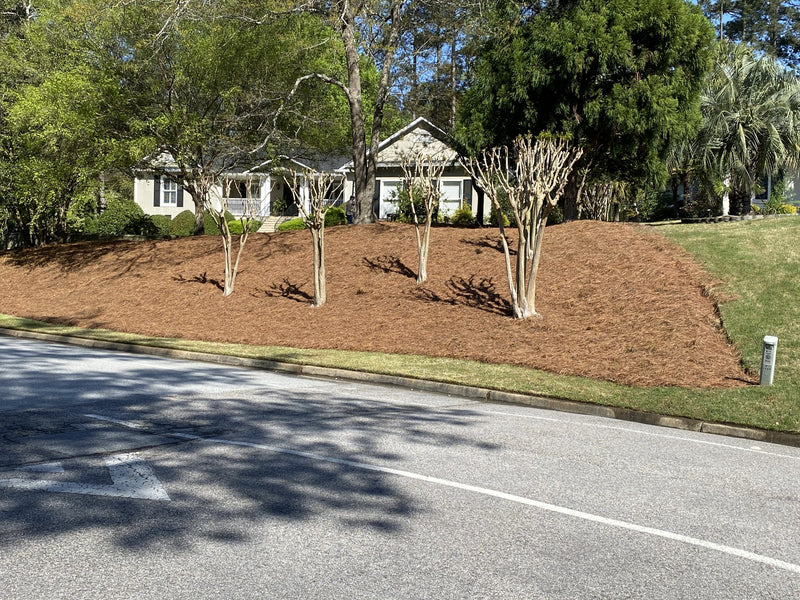 Crape myrtle hillside held by pine straw