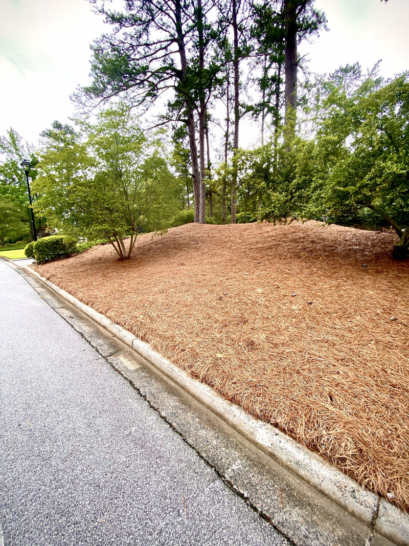 Slope erosion control — needles locked on the grade