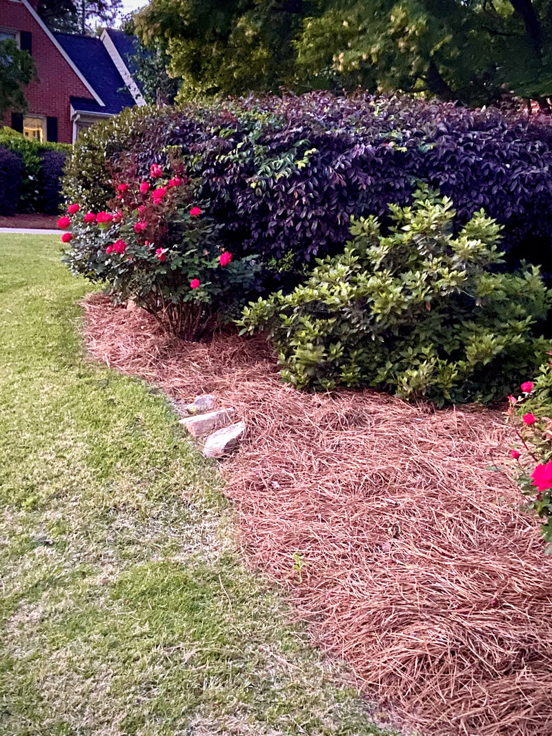 Azaleas in bloom over fresh pine straw