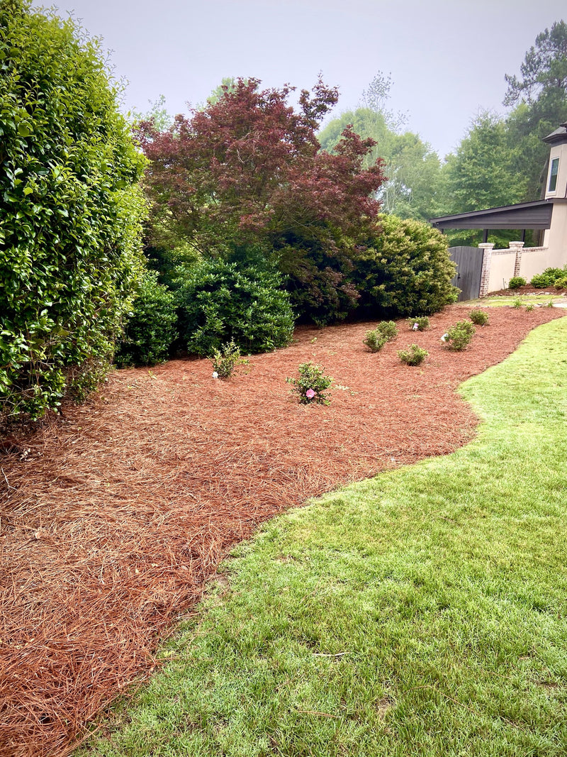Camellias in morning mist above a straw mat