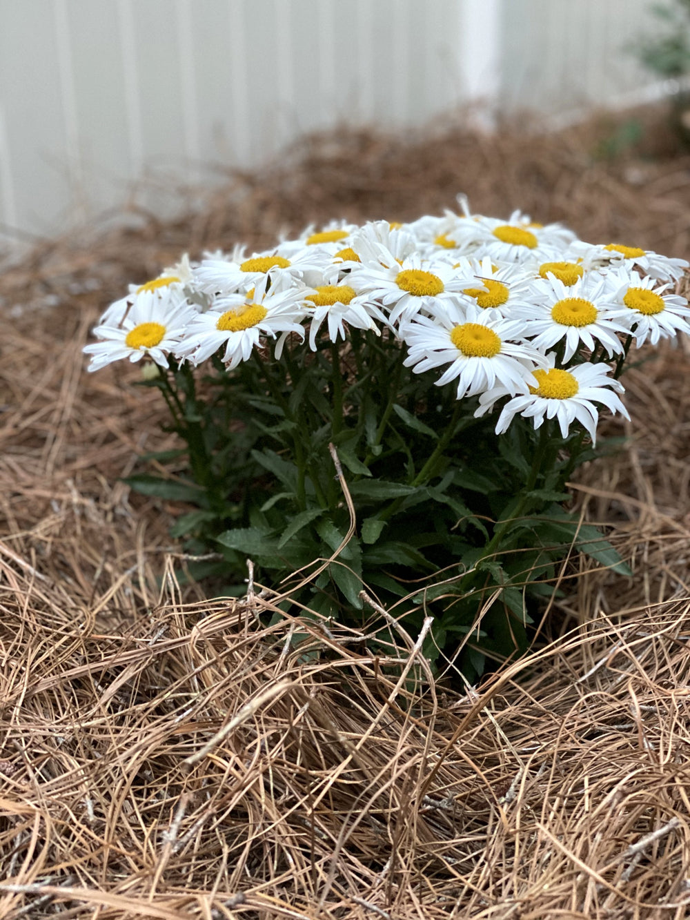 Daisies over a fresh straw bed