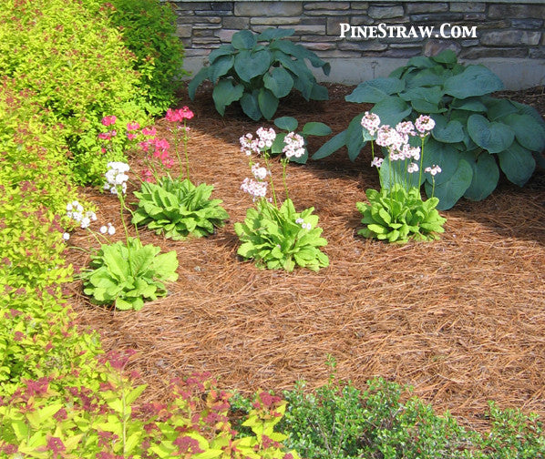 Pine Straw Mulch: What It Is and How to Use It